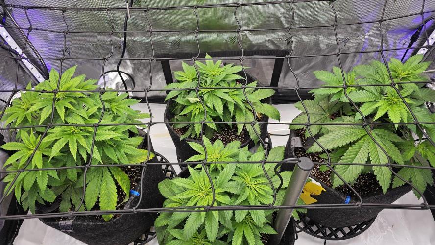 Nuclear Power 1st Solo Run. Week 8