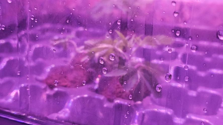 Nuclear Power 1st Solo Run. Week 8