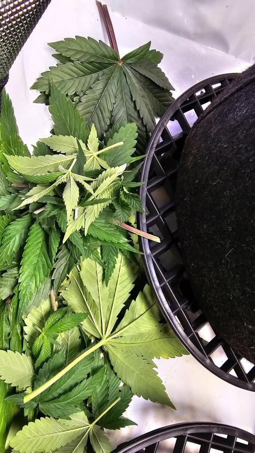 Nuclear Power 1st Solo Run. Week 8