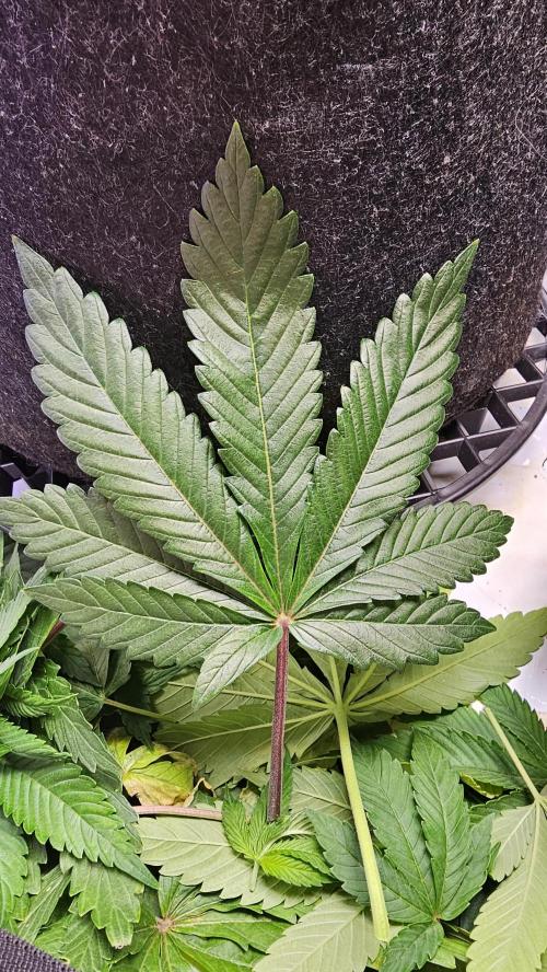 Nuclear Power 1st Solo Run. Week 8