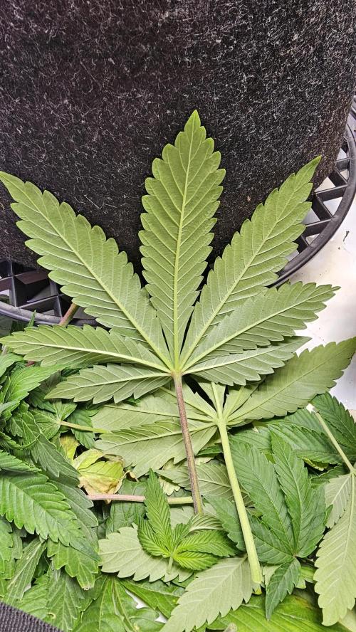 Nuclear Power 1st Solo Run. Week 8