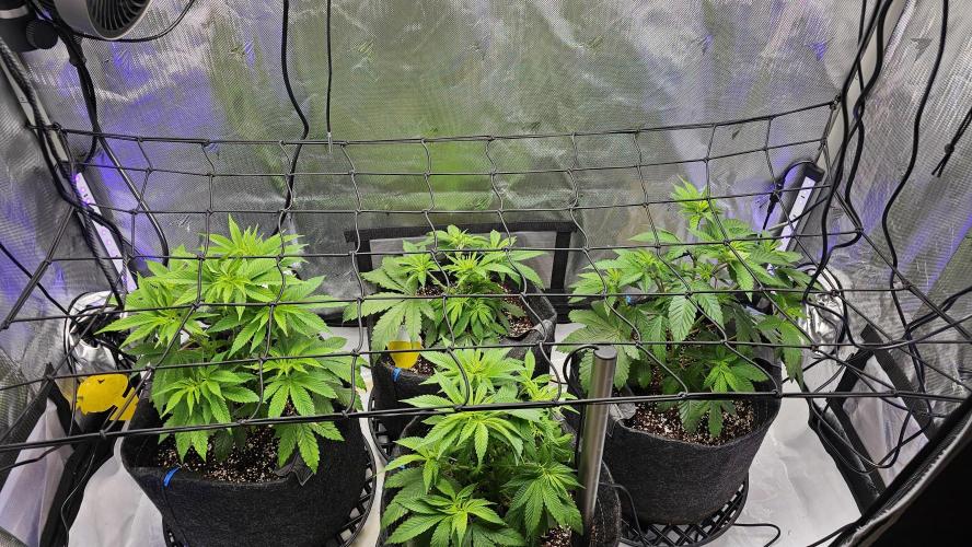 Nuclear Power 1st Solo Run. Week 8