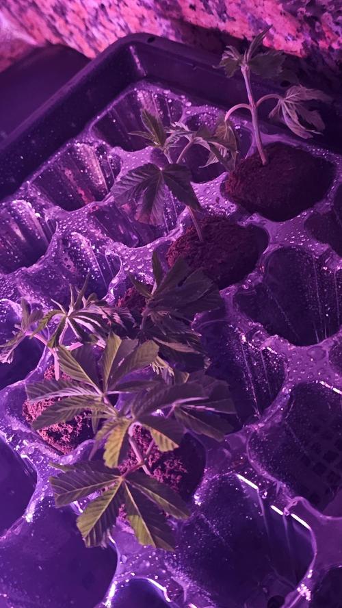 Nuclear Power 1st Solo Run. Week 8