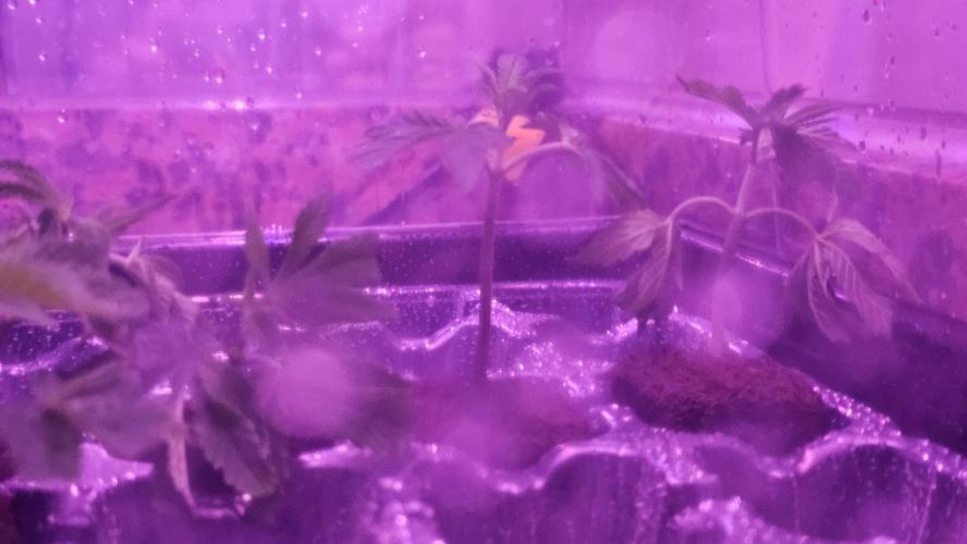 Nuclear Power 1st Solo Run. Week 8