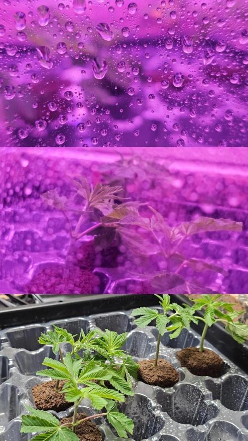 Nuclear Power 1st Solo Run. Week 8