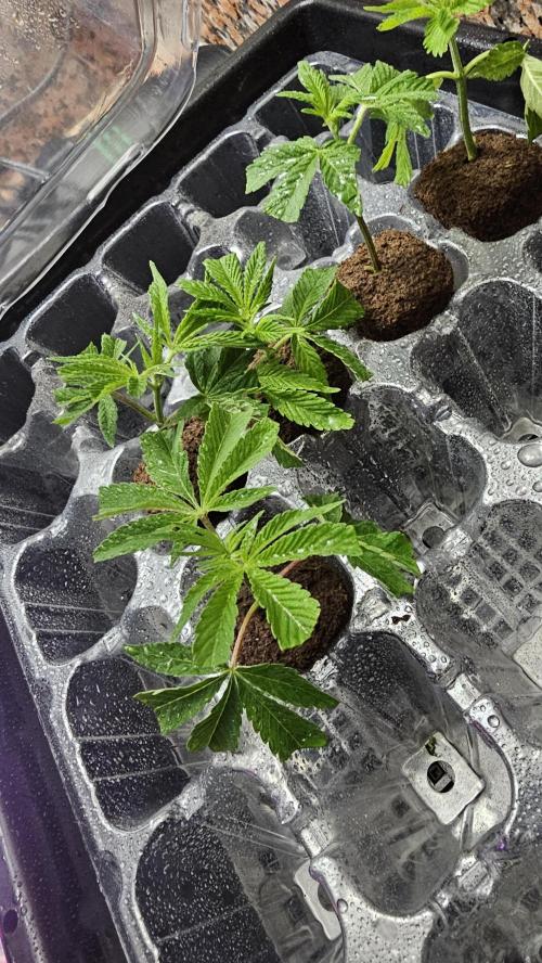 Nuclear Power 1st Solo Run. Week 8