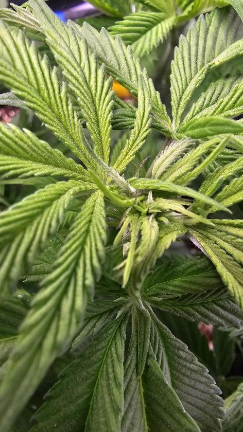 Nuclear Power 1st Solo Run. Week 8