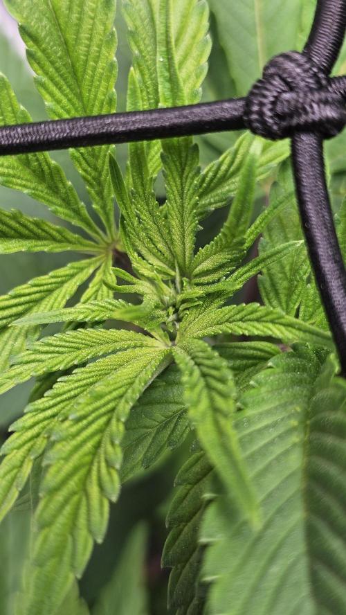 Nuclear Power 1st Solo Run. Week 8