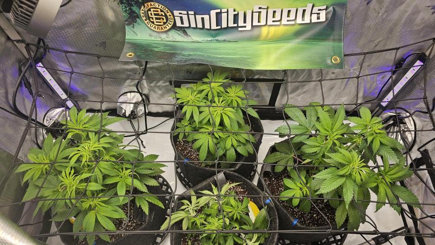 Nuclear Power 1st Solo Run. Week 8