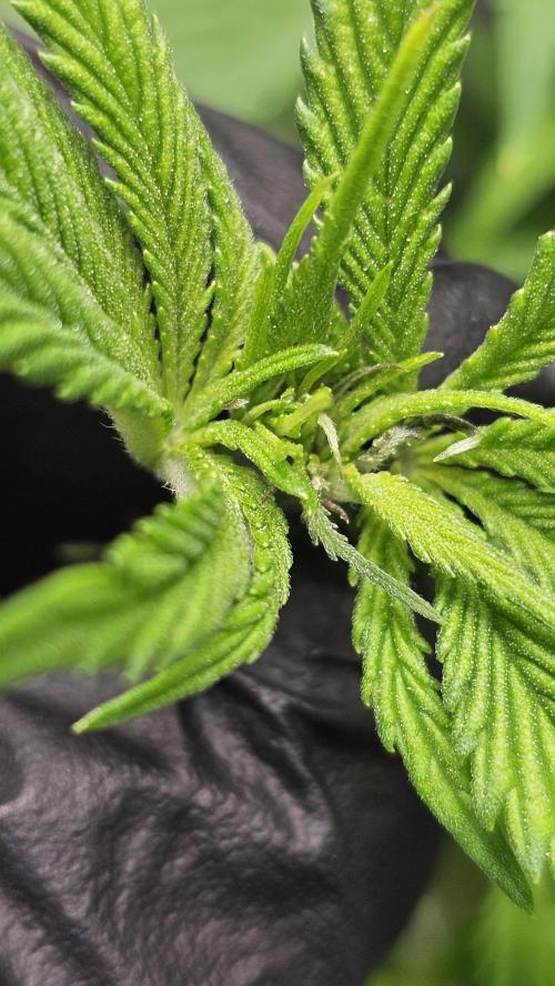 Nuclear Power 1st Solo Run. Week 8