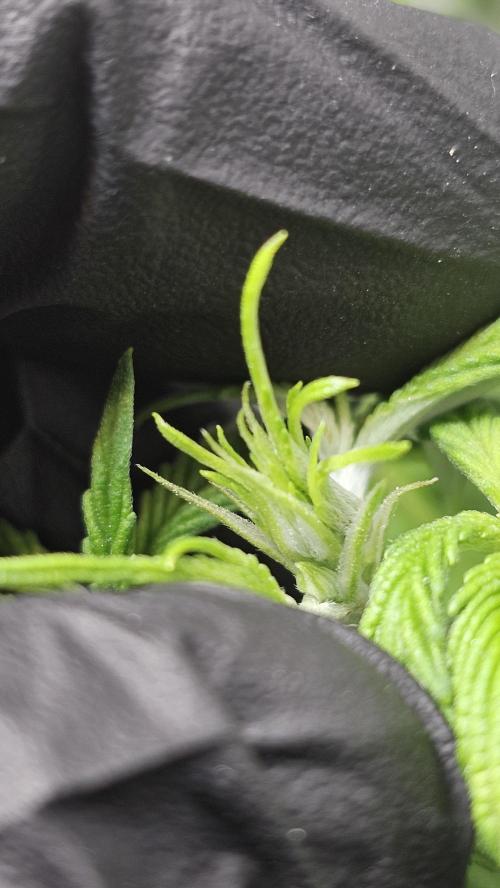 Nuclear Power 1st Solo Run. Week 8