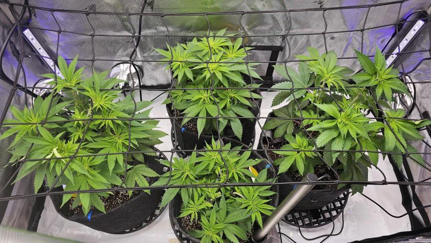 Advance Grow Tent System 2x4, Integrated Smart Controls. Week 8