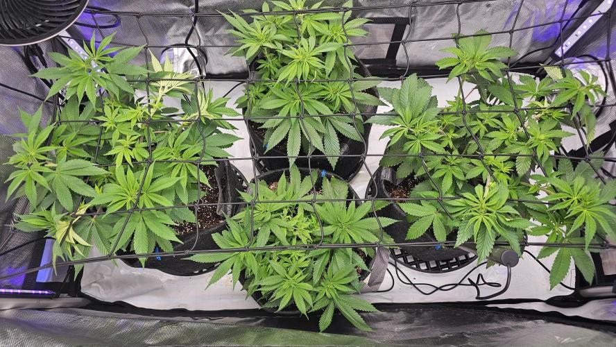 Nuclear Power 1st Solo Run. Week 9