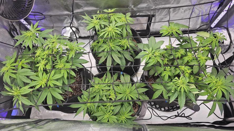 Nuclear Power 1st Solo Run. Week 9