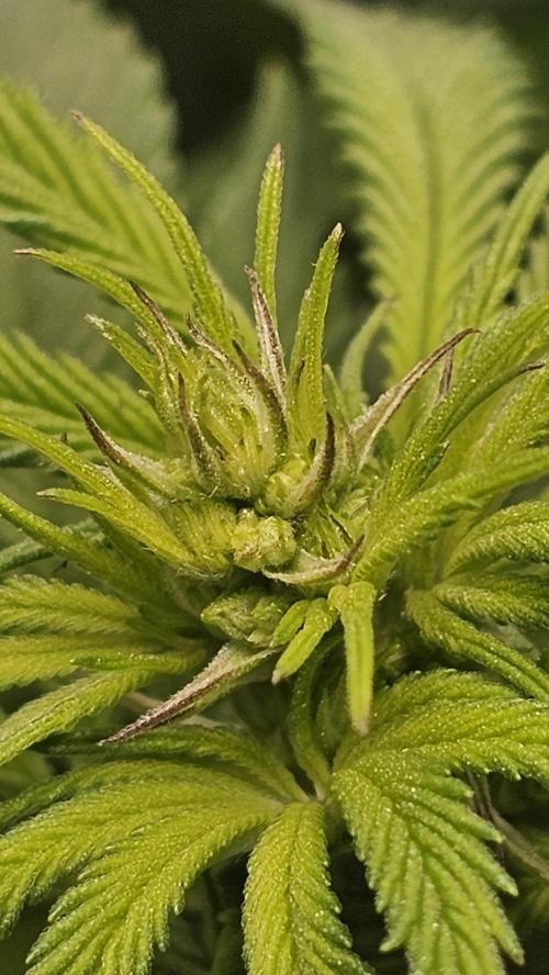 Nuclear Power 1st Solo Run. Week 9