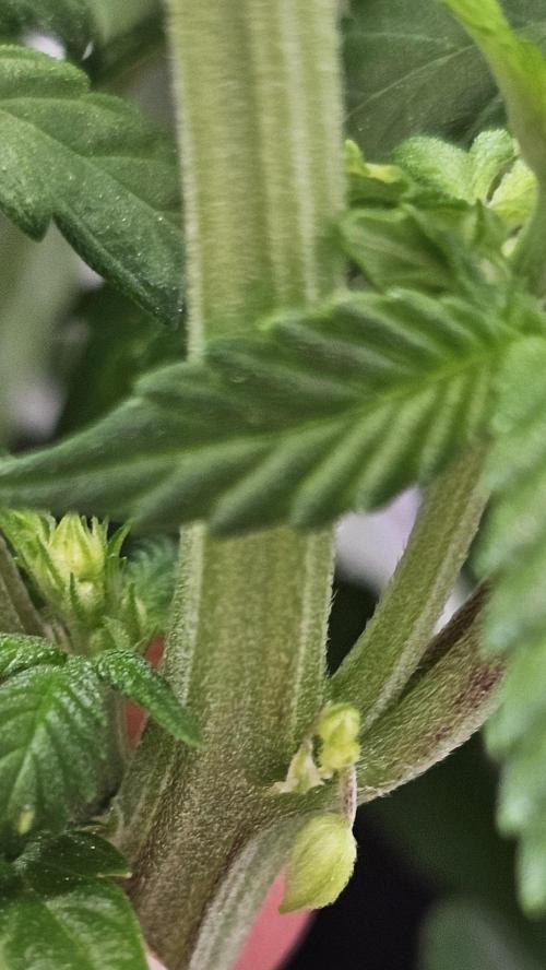 Nuclear Power 1st Solo Run. Week 9 - Hermd. The 2 smallest ones.Not sure why.Prbbly a cmb of LST, push to flwr n leds