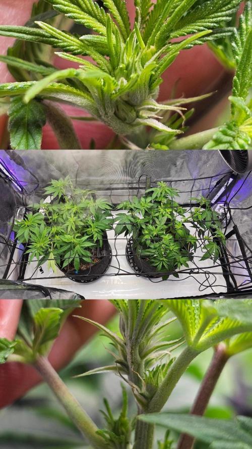 Nuclear Power 1st Solo Run. Week 9