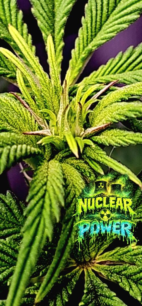 Nuclear Power 1st Solo Run. Week 9