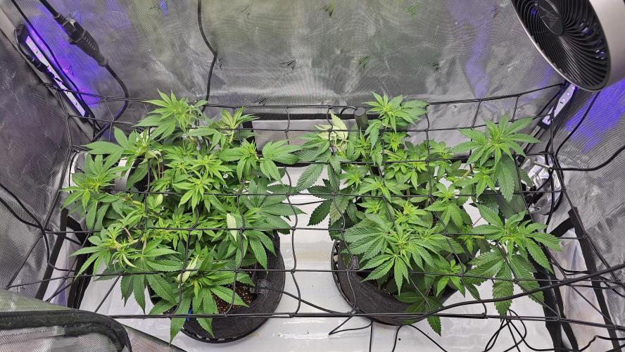 Nuclear Power 1st Solo Run. Week 10