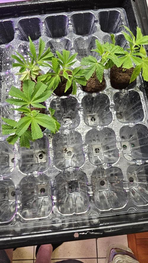 Nuclear Power 1st Solo Run. Week 10