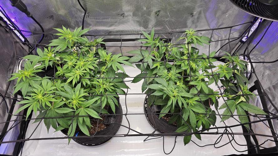 Nuclear Power 1st Solo Run. Week 10