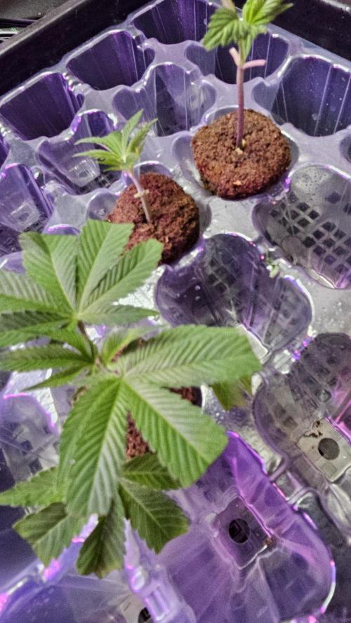 Nuclear Power 1st Solo Run. Week 10