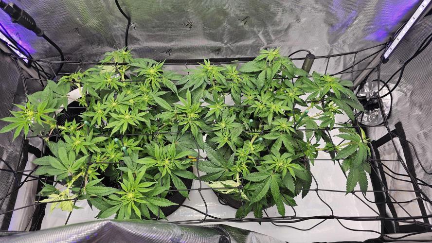 Nuclear Power 1st Solo Run. Week 10