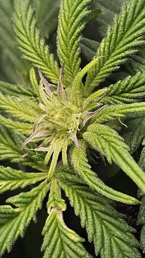 Nuclear Power 1st Solo Run. Week 10