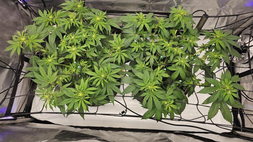 Nuclear Power 1st Solo Run. Week 10
