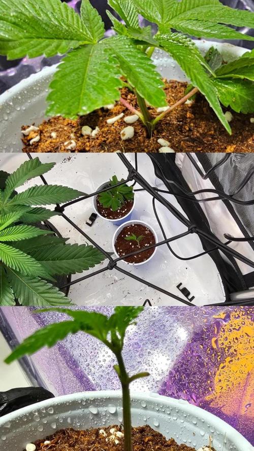 Nuclear Power 1st Solo Run. Week 10