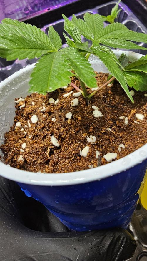 Nuclear Power 1st Solo Run. Week 10