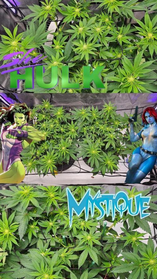 Nuclear Power 1st Solo Run. Week 10