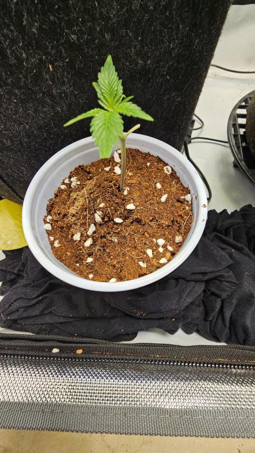 Nuclear Power 1st Solo Run. Week 10
