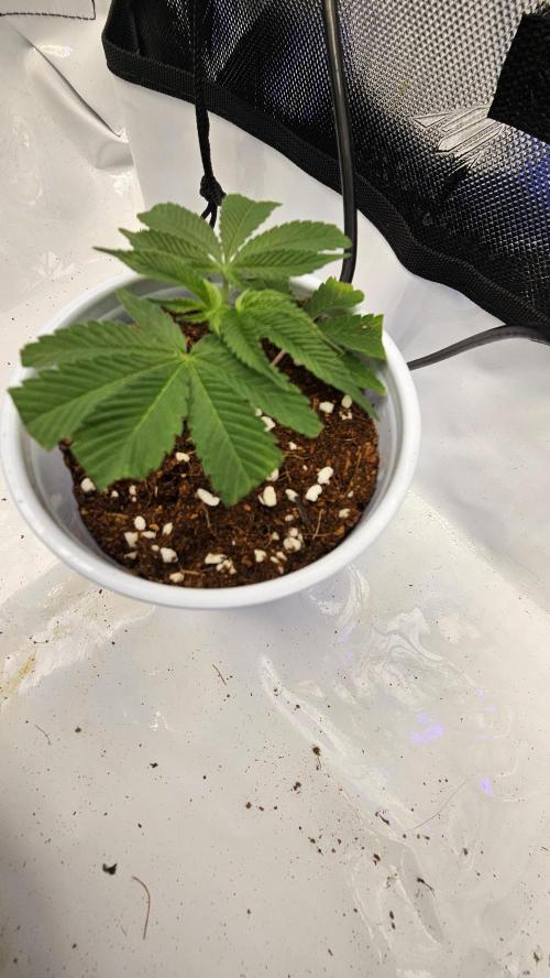 Nuclear Power 1st Solo Run. Week 10