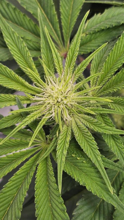 Nuclear Power 1st Solo Run. Week 10