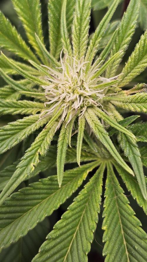 Nuclear Power 1st Solo Run. Week 10