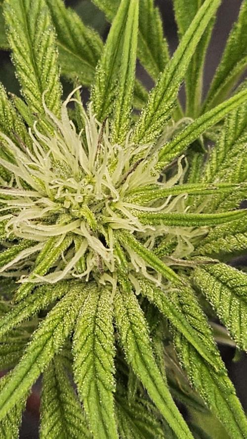 Nuclear Power 1st Solo Run. Week 10