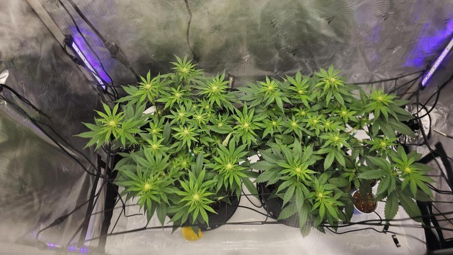 Nuclear Power 1st Solo Run. Week 10