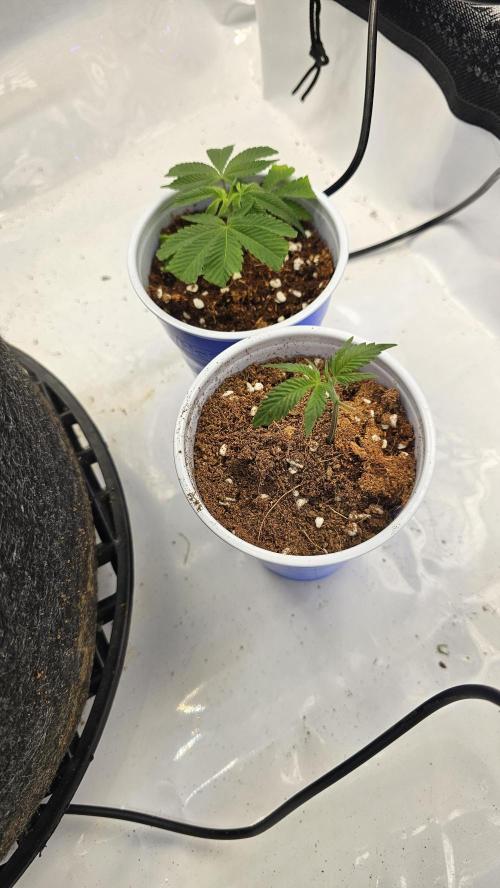 Nuclear Power 1st Solo Run. Week 10