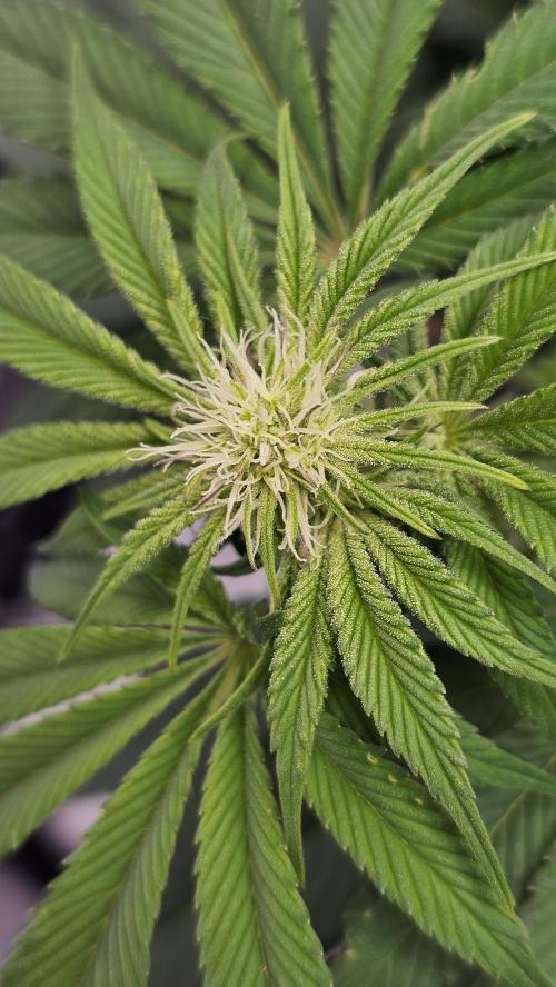 Nuclear Power 1st Solo Run. Week 10