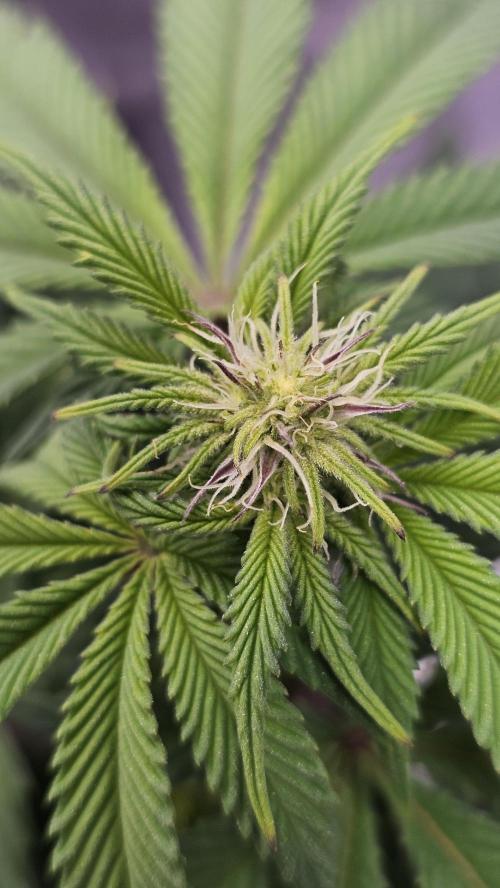 Nuclear Power 1st Solo Run. Week 10