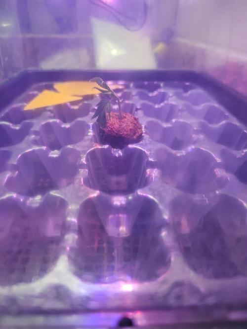 Nuclear Power 1st Solo Run. Week 10