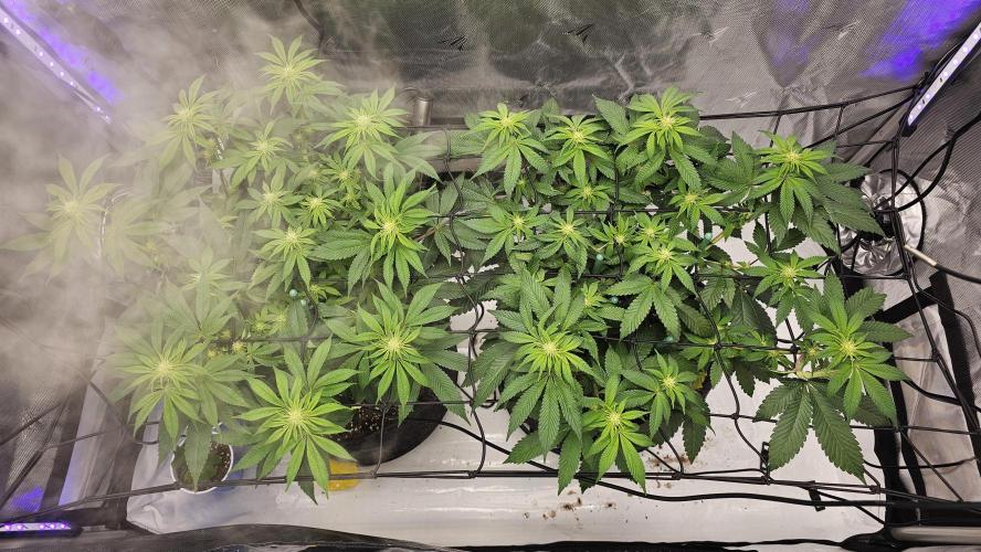 Nuclear Power 1st Solo Run. Week 10