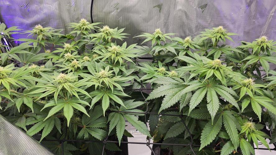 Advance Grow Tent System 2x4, Integrated Smart Controls. Week 11