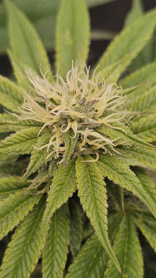 Nuclear Power 1st Solo Run. Week 12