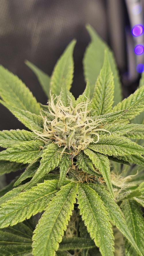Nuclear Power 1st Solo Run. Week 12