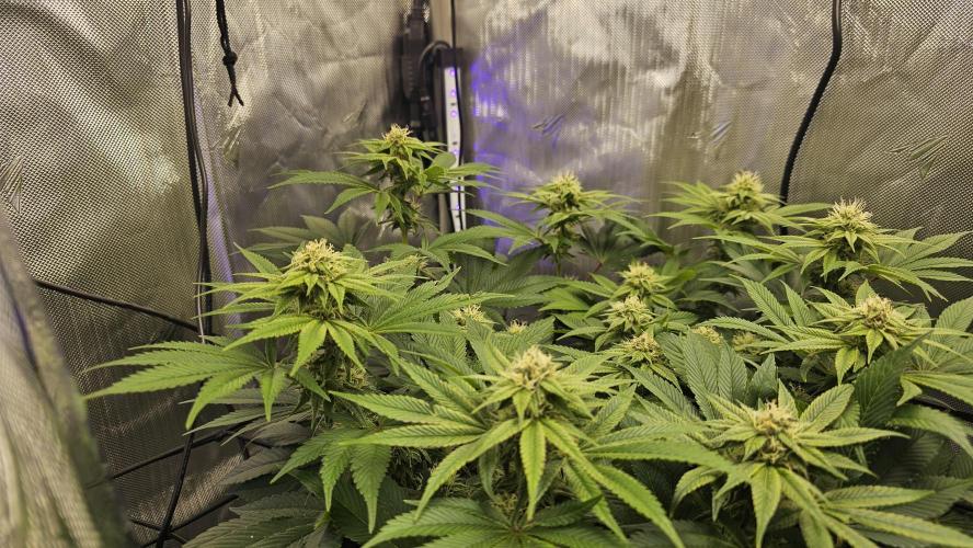 Nuclear Power 1st Solo Run. Week 12