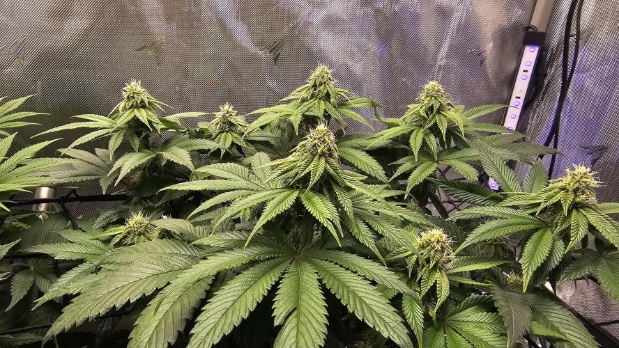 Nuclear Power 1st Solo Run. Week 12