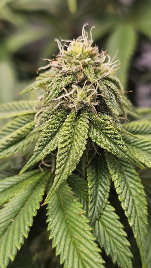Nuclear Power 1st Solo Run. Week 12