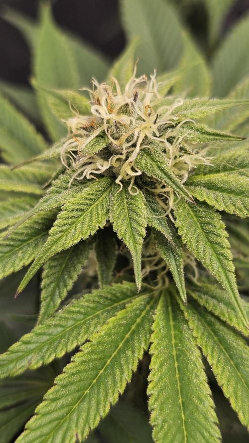 Nuclear Power 1st Solo Run. Week 12